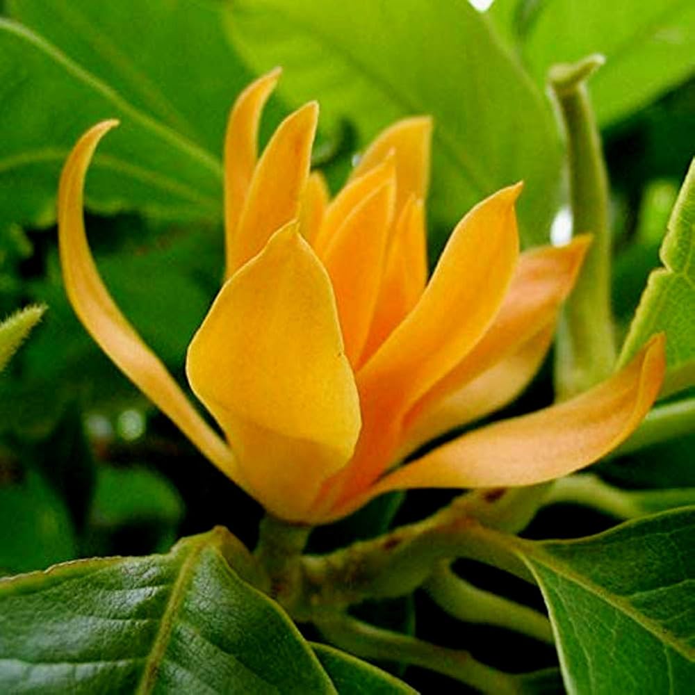 Chempaca Flower seeds for Planting - Fragrant Blossoms, Heirloom & GMO Free Seeds for Home Garden
 
 Sale seeds for planting in home garden