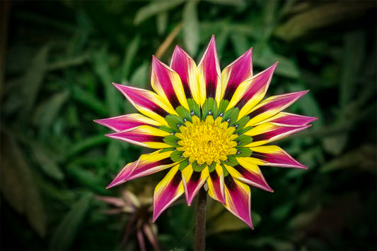 Pink Yellow Gazania Flower seeds for Planting Premium Quality Heirloom & GMO Free Seeds for Home Garden 
 
 Sale seeds for home garden planting