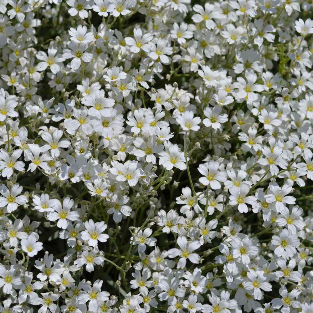 White Gypsophila Repens Flower seeds for Planting Sun Loving Heirloom & GMO Free Seeds for Home Garden 
 
 Sale seeds for home garden planting