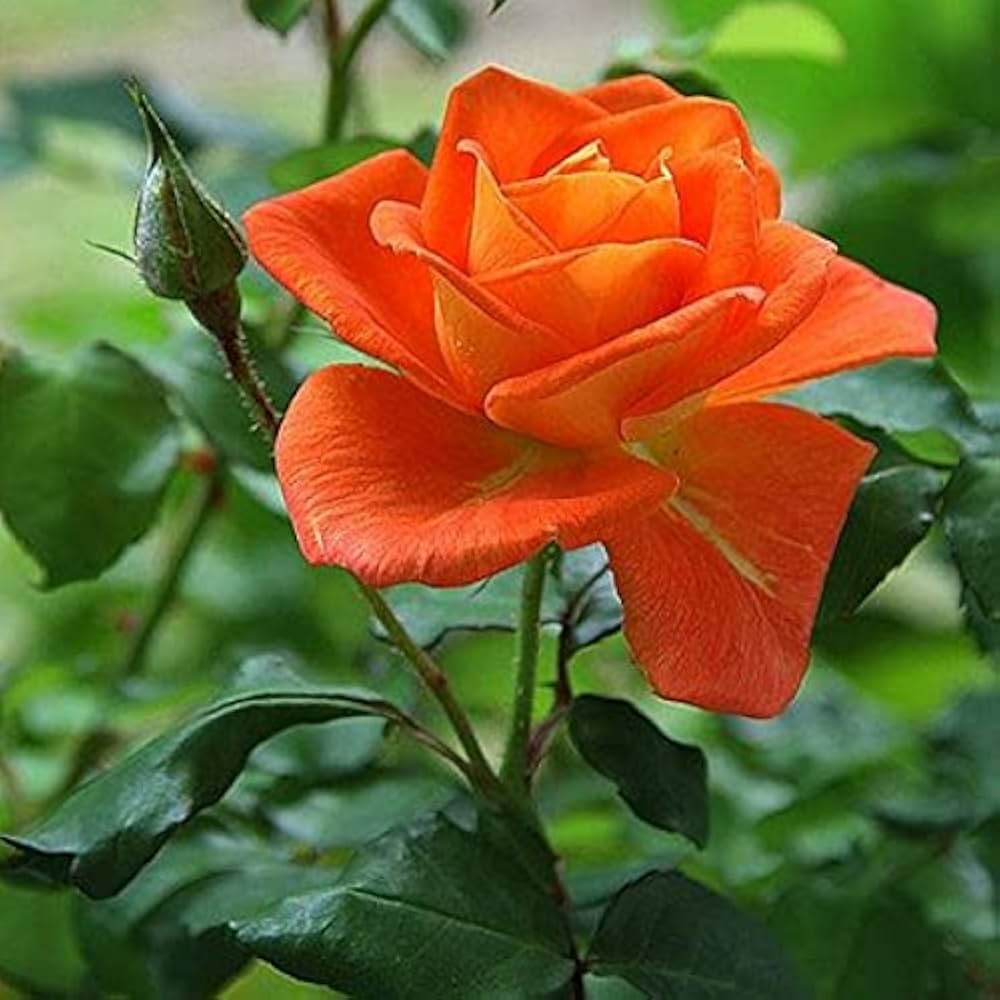 Red Orange Rose Flower seeds for Planting - Colorful Display, Heirloom & GMO Free Seeds for Home Garden
 
 Sale seeds for planting in home garden