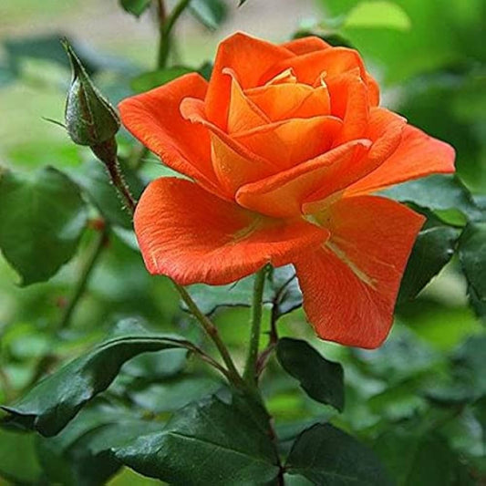 Red Orange Rose Flower seeds for Planting - Colorful Display, Heirloom & GMO Free Seeds for Home Garden
 
 Sale seeds for planting in home garden