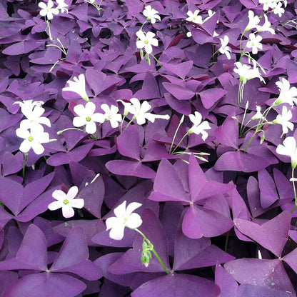 Oxalis Triangularis Flower seeds for Planting - Bright Blooms, Heirloom & GMO Free Seeds for Home Garden
 
 Sale for planting in home garden.