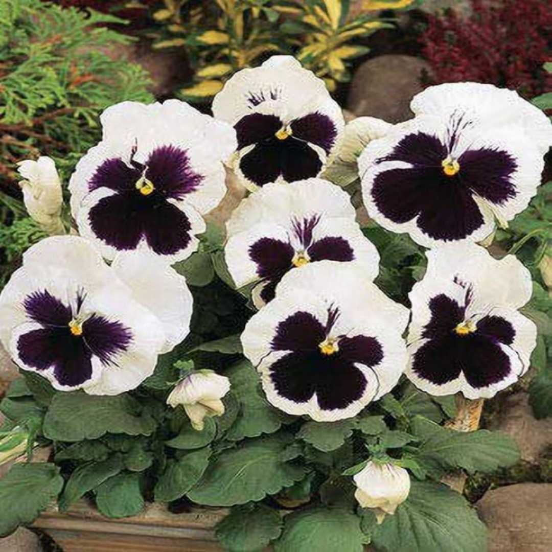 White Black Pansy Flower seeds for Planting Hardy Variety Heirloom & GMO Free Seeds for Home Garden 
 
 Sale seeds for home garden planting