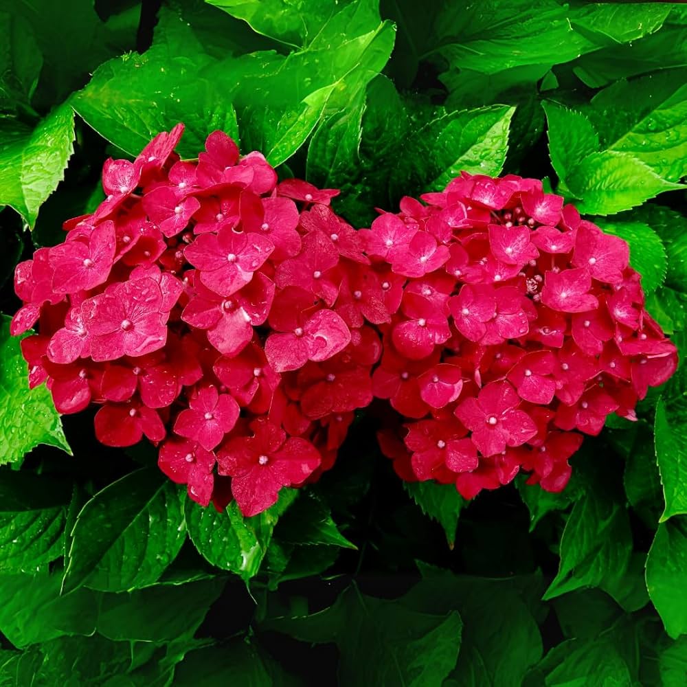 Red Hydrangea Flower seeds for Planting Vibrant Colors Heirloom & GMO Free Seeds for Home Garden 
 
 Sale seeds for home garden planting