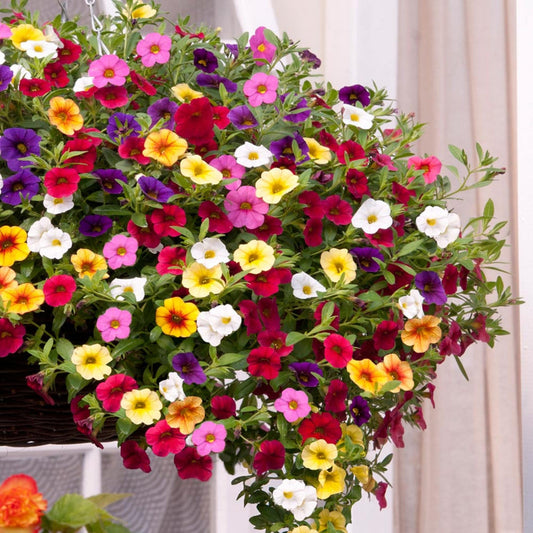 Calibrachoa Flower seeds for Planting Vibrant Colors Heirloom & GMO Free Seeds for Home Garden 
 
 Sale seeds for home garden planting