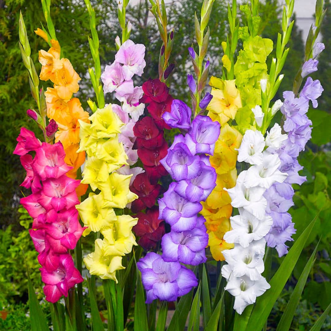 Gladiolus Flower seeds for Planting Drought Tolerant Heirloom & GMO Free Seeds for Home Garden 
 
 Sale seeds for home garden planting