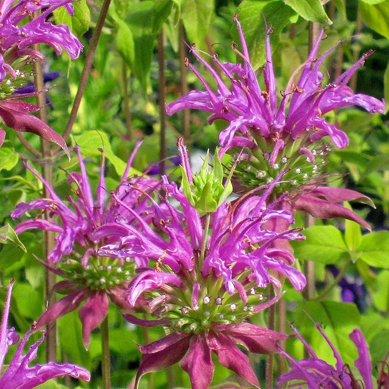 Purple Monarda Flower seeds for Planting Shade Tolerant Heirloom & GMO Free Seeds for Home Garden 
 
 Sale seeds for home garden planting