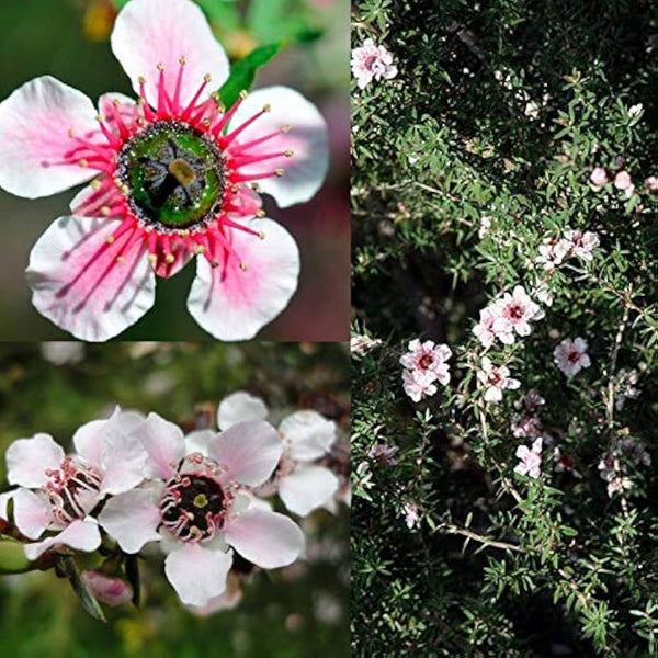 manuka flower seeds Manuka Flower seeds for Planting