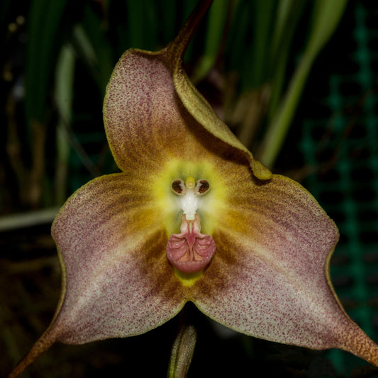 Brown Dracula Flower seeds for Planting Cut Flower Favorite Heirloom & GMO Free Seeds for Home Garden
 
 Sale seeds for home garden planting