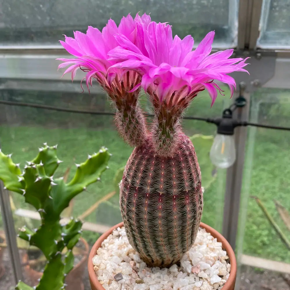 Violet Echinocereus Rigidissimus Flower seeds for Planting Colorful Display Heirloom & GMO Free Seeds for Home Garden 
 
 Sale seeds for home garden planting