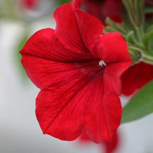 Red Velour Flower seeds for Planting - Colorful Display, Heirloom & GMO Free Seeds for Home Garden
 
 Sale seeds for planting in home garden