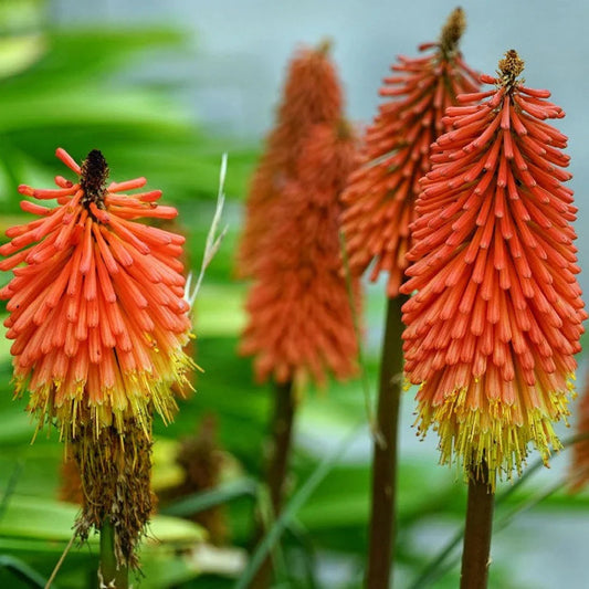 Red Yellow Poker Flower seeds for Planting Cottage Garden Essential Heirloom & GMO Free Seeds for Home Garden 
 
 Sale seeds for home garden planting