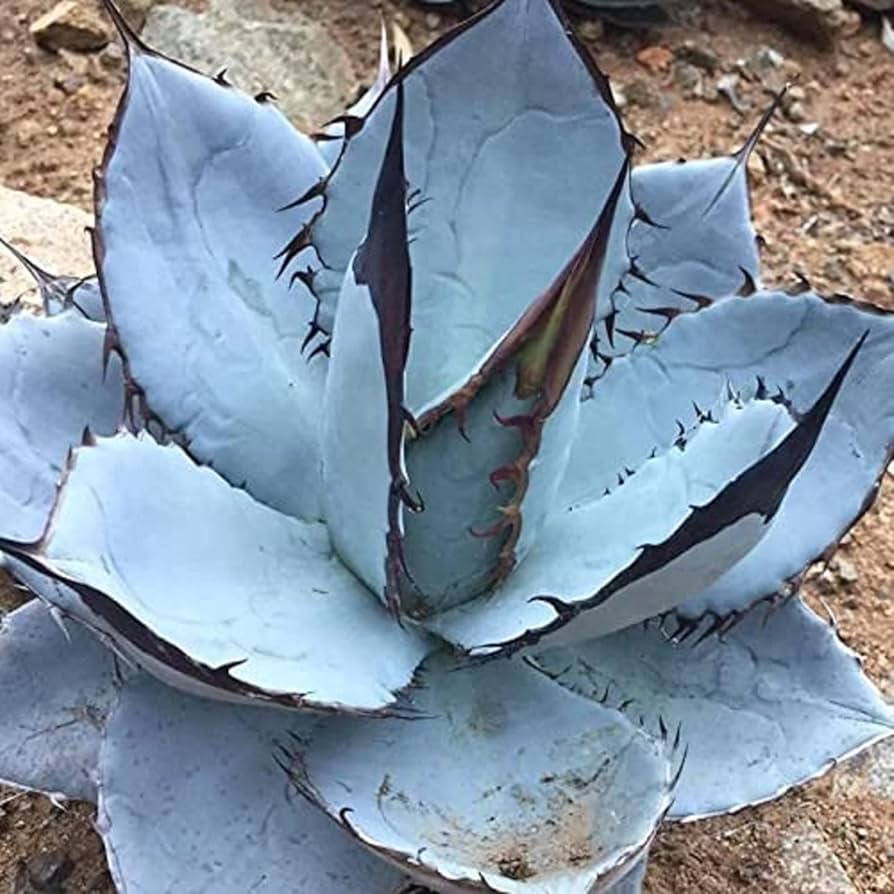 Blue Agave Titanota Flower seeds for Planting Compact Growth Heirloom & GMO Free Seeds for Home Garden
 
 Sale seeds for home garden planting