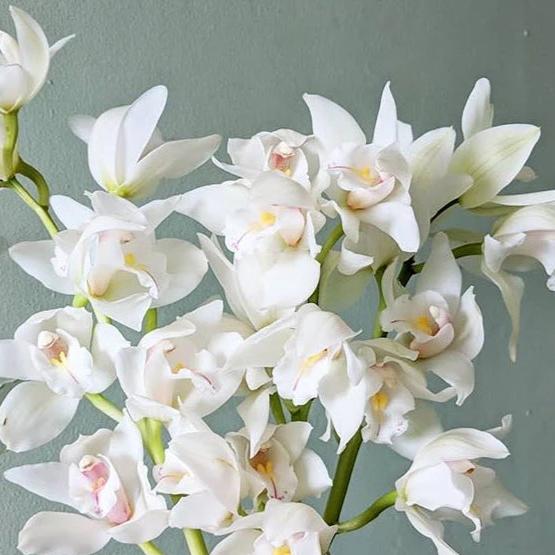 White Cymbidium Orchid Flower seeds for Planting Premium Quality Heirloom & GMO Free Seeds for Home Garden 
 
 Sale seeds for home garden planting