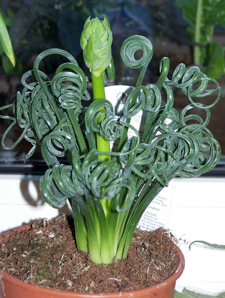 Curly Twisted Flower seeds for Planting - Perfect for Borders, Heirloom & GMO Free Seeds for Home Garden
 
 Sale seeds for planting in home garden