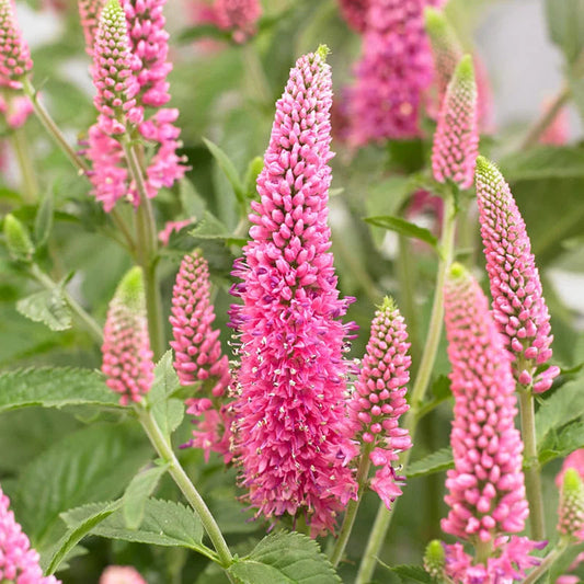 Veronica Flower seeds for Planting Sun Loving Heirloom & GMO Free Seeds for Home Garden 
 
 Sale for planting in home garden