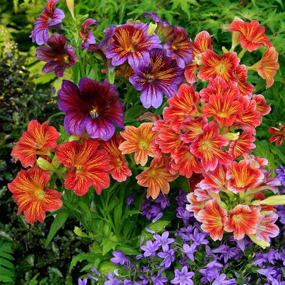 Mixed Salpiglossis Flower seeds for Planting Pollinator Friendly Heirloom & GMO Free Seeds for Home Garden 
 
 Sale seeds for home garden planting