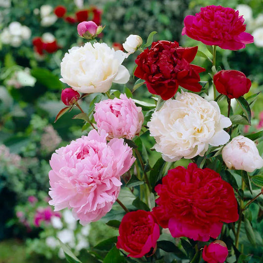 Mixed Paeonia Suffruticosa Flower seeds for Planting Cottage Garden Essential Heirloom & GMO Free Seeds for Home Garden 
 
 Sale seeds for home garden planting