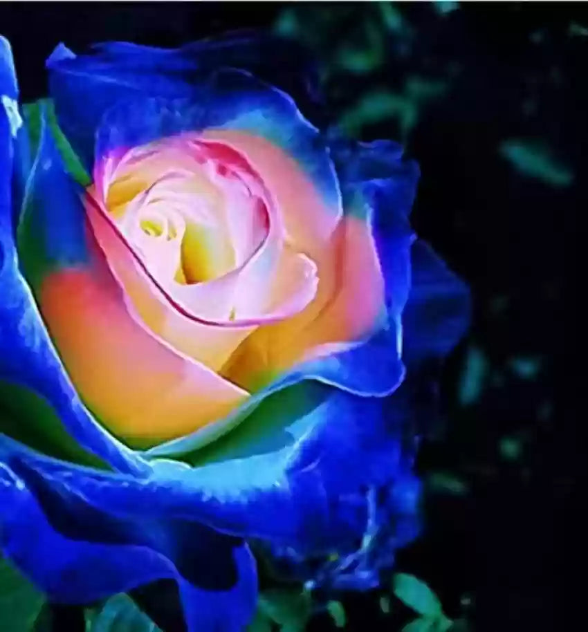 Blue Cream Rose Flower seeds for Planting - Cottage Garden Essential, Heirloom & GMO Free Seeds for Home Garden
 
 Sale seeds for planting in home garden