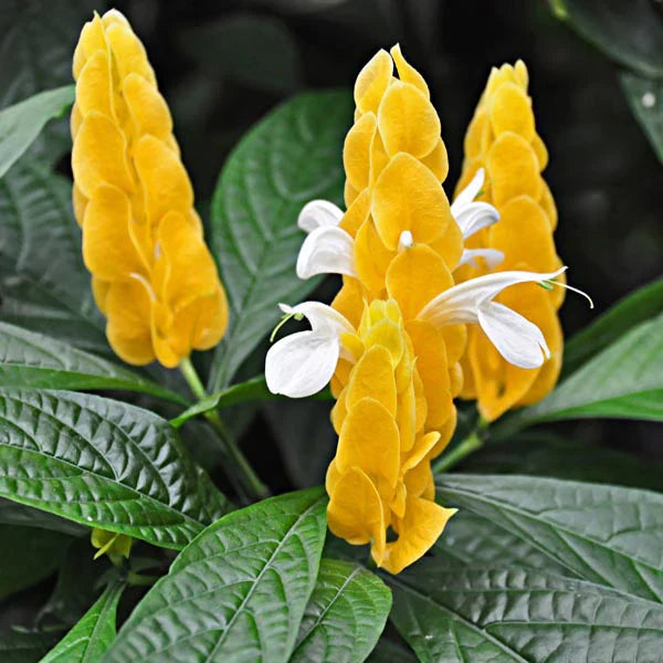 White Yellow Pachystachys Flower seeds for Planting - Vibrant Colors, Heirloom & GMO Free Seeds for Home Garden
 
 Sale seeds for planting in home garden