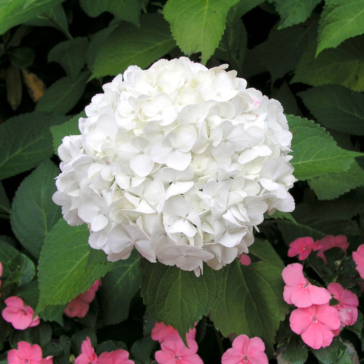 White Hydrangea Flower seeds for Planting Easy to Grow Heirloom & GMO Free Seeds for Home Garden 
 
 Sale seeds for home garden planting