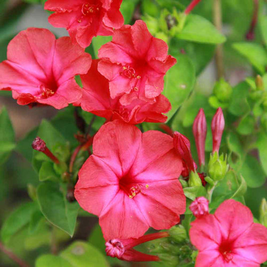 Red Mirabilis Scarlet Flower seeds for Planting Colorful Display Heirloom & GMO Free Seeds for Home Garden 
 
 Sale seeds for home garden planting