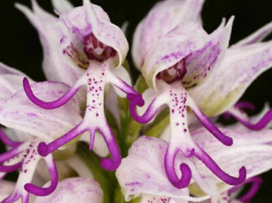 Naked Man Orchid Flower seeds for Planting - Colorful Display, Heirloom & GMO Free Seeds for Home Garden
 
 Sale seeds for planting in home garden