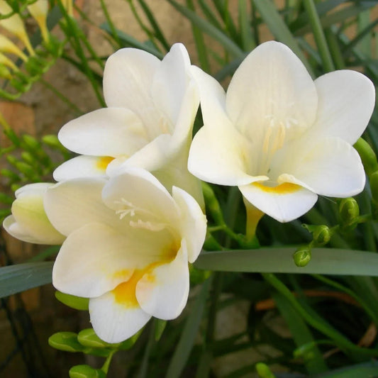 White Freesia Flower seeds for Planting Vibrant Colors Heirloom & GMO Free Seeds for Home Garden
 
 Sale seeds for home garden planting