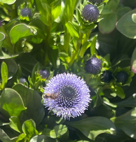 Globularia Flower seeds for Planting Sun Loving Heirloom & GMO Free Seeds for Home Garden 
 
 Sale seeds for home garden planting