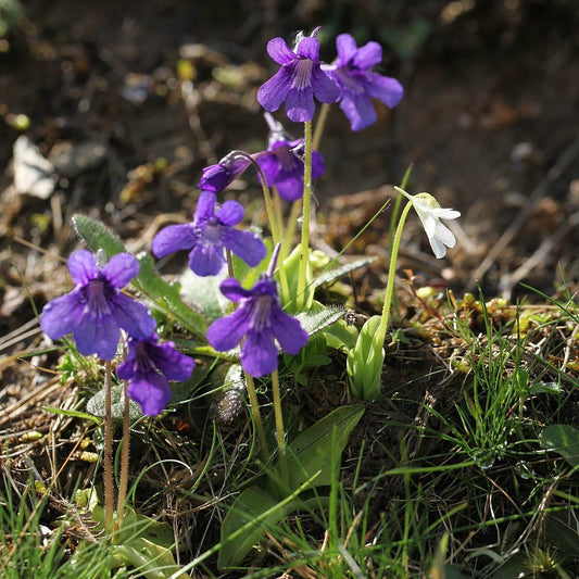 Blue Butterwort Flower seeds for Planting Easy to Grow Heirloom & GMO Free Seeds for Home Garden 
 
 Sale seeds for home garden planting