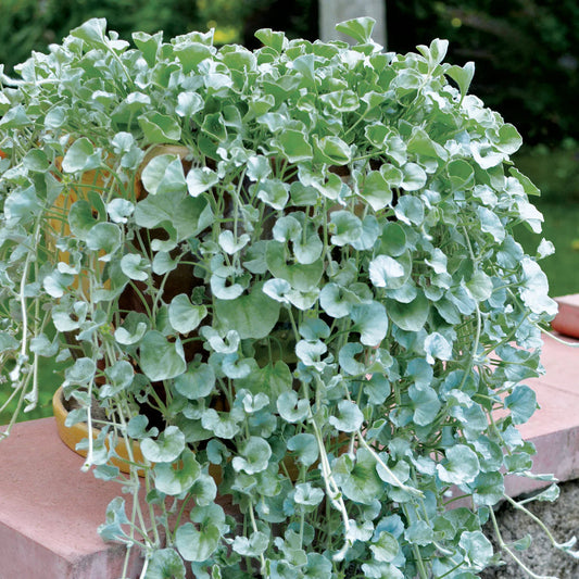 Blue Dichondra Flower seeds for Planting - Pollinator Friendly, Heirloom & GMO Free Seeds for Home Garden
 
 Sale for planting in home garden