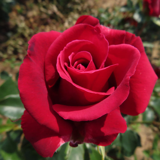 Red Thornless Rose Flower seeds for Planting Cottage Garden Essential Heirloom & GMO Free Seeds for Home Garden
 
 Sale seeds for home garden planting
