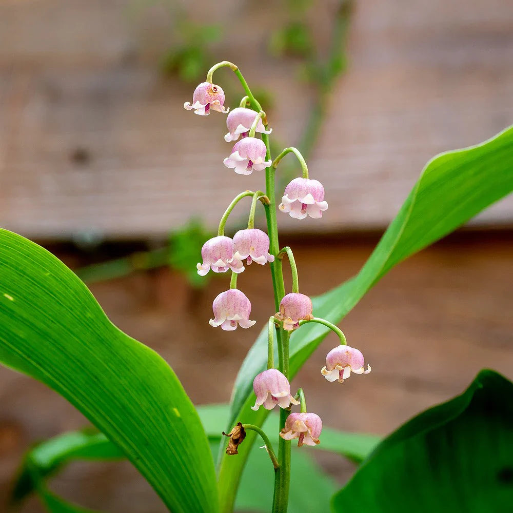 Valley Flower seeds for Planting Compact Growth Heirloom & GMO Free Seeds for Home Garden 
 
 Sale seeds for home garden planting