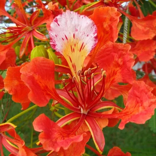 Flamboyant Flower seeds for Planting - Seasonal Bloomer, Heirloom & GMO Free Seeds for Home Garden
 
 Sale for planting in home garden