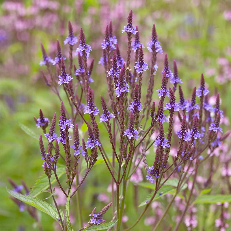 Blue Vervain Flower seeds for Planting Bright Blooms Heirloom & GMO Free Seeds for Home Garden 
 
 Sale seeds for home garden planting