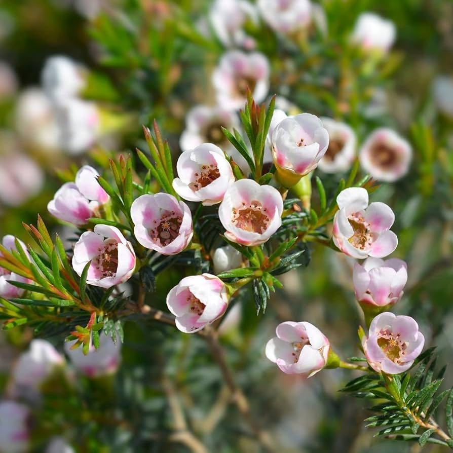Geraldton’s Flower seeds for Planting Seasonal Bloomer Heirloom & GMO Free Seeds for Home Garden 
 
 Sale seeds for home garden planting