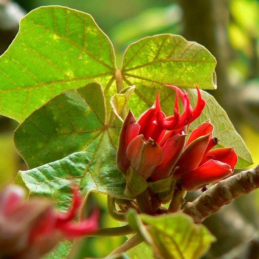 Orange Chiranthodendron Flower seeds for Planting Colorful Display Heirloom & GMO Free Seeds for Home Garden 
 
 Sale seeds for home garden planting