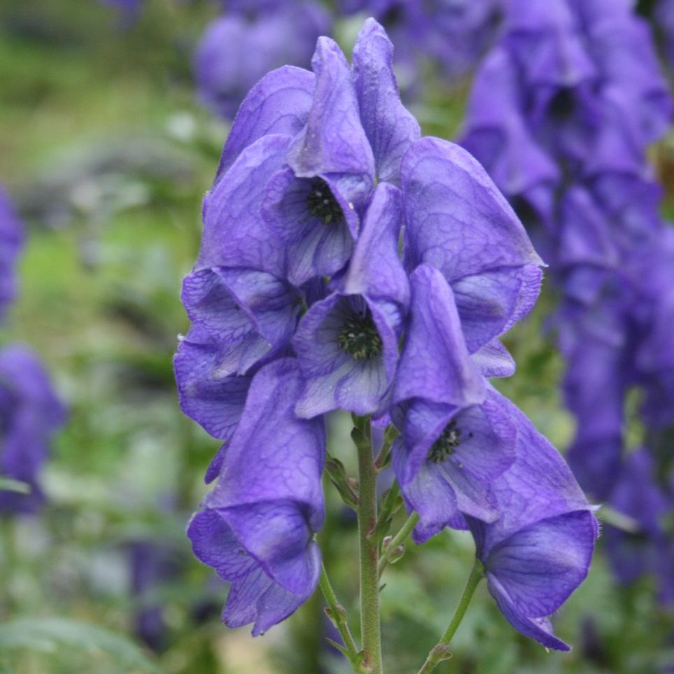 Blue Carmichaelii Flower seeds for Planting - Fragrant Blossoms, Heirloom & GMO Free Seeds for Home Garden
 
 Sale seeds for planting in home garden