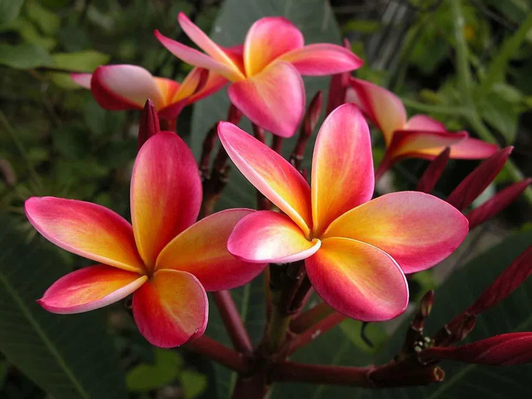 Pink White Frangipani Flower seeds for Planting Shade Tolerant Heirloom & GMO Free Seeds for Home Garden 
 
 Sale seeds for home garden planting