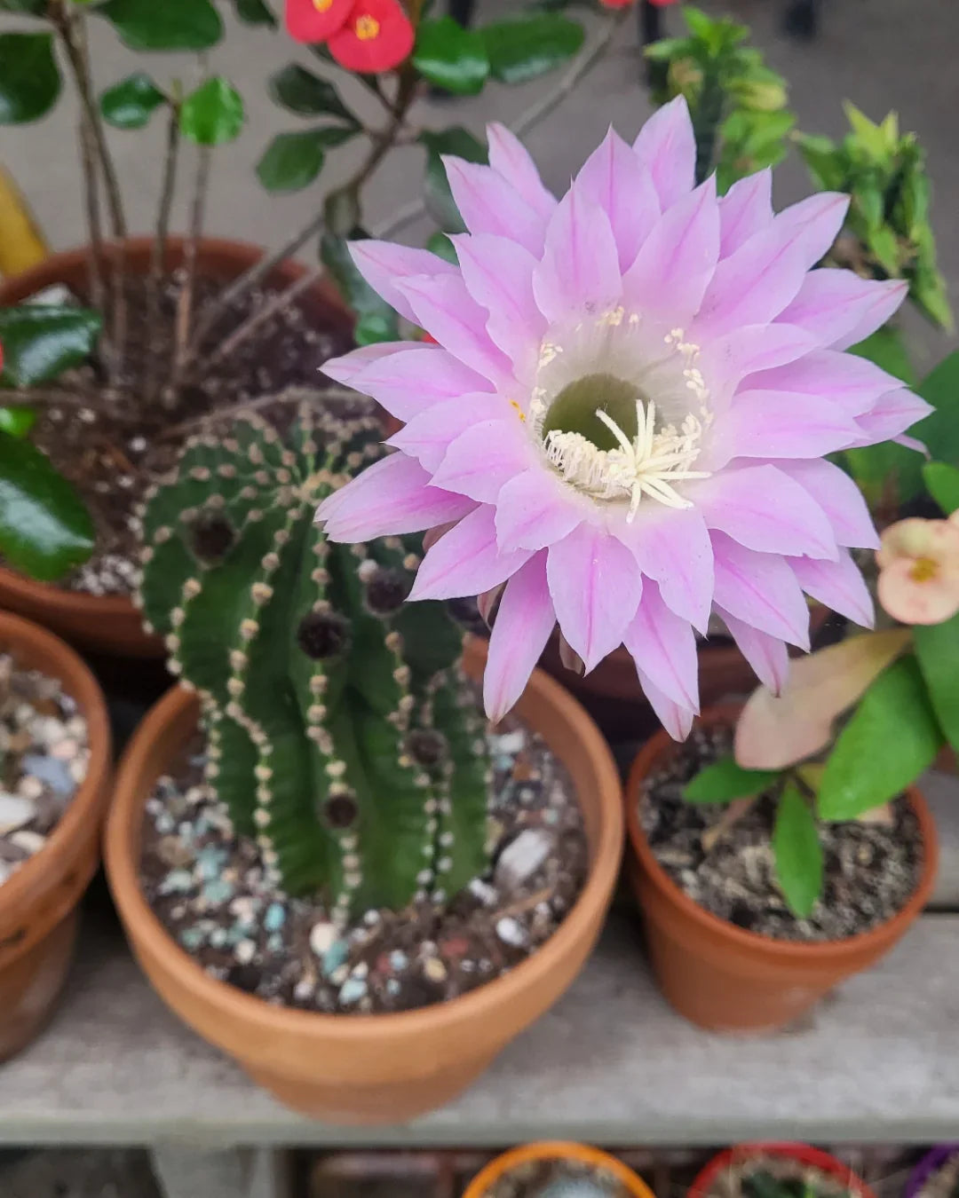 Echinopsis Flower seeds for Planting Premium Quality Heirloom & GMO Free Seeds for Home Garden 
 
 Sale seeds for home garden planting