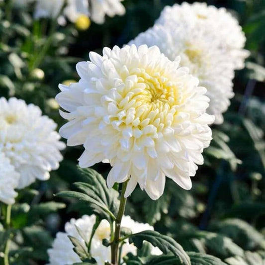 White Chrysanthemum Flower seeds for Planting - Wildflower Mix, Heirloom & GMO Free Seeds for Home Garden
 
 Sale for planting in home garden
