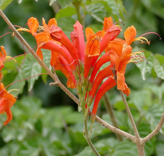 Orange Cape Honeysuckle Flower seeds for Planting Wildflower Mix Heirloom & GMO Free Seeds for Home Garden 
 
 Sale seeds for home garden planting
