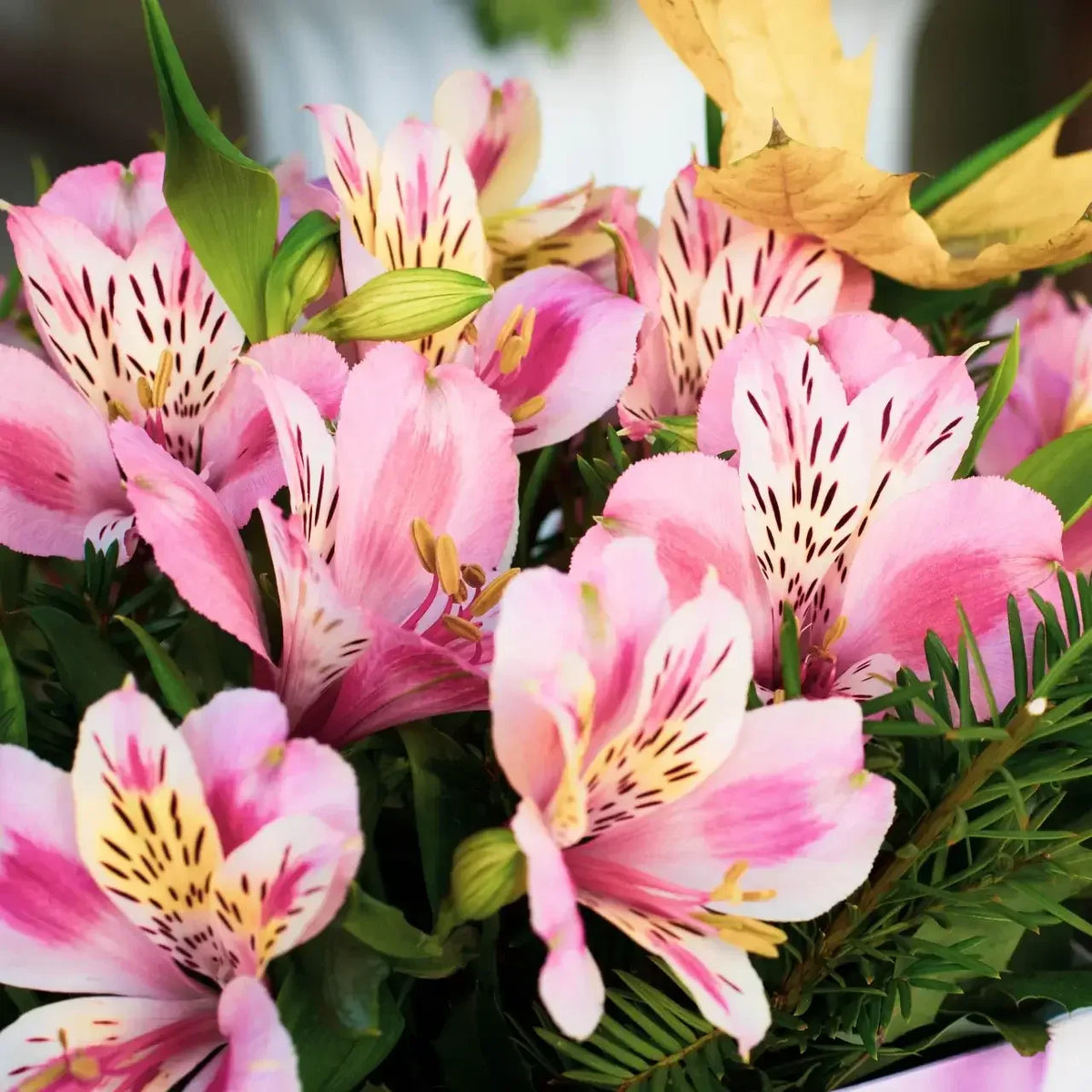Alstroemeria Flower seeds for Planting Compact Growth Heirloom & GMO Free Seeds for Home Garden 
 
 Sale seeds for home garden planting