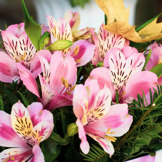 Alstroemeria Flower seeds for Planting Compact Growth Heirloom & GMO Free Seeds for Home Garden 
 
 Sale seeds for home garden planting