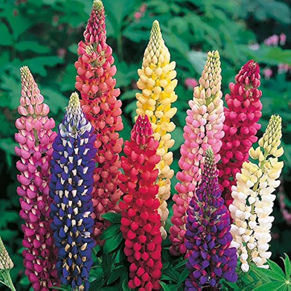 Mixed Lupine Flower seeds for Planting Cottage Garden Essential Heirloom & GMO Free Seeds for Home Garden 
 
 Sale seeds for home garden planting