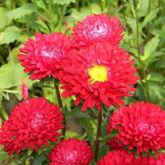 Red Aster Flower seeds for Planting Wildflower Mix Heirloom & GMO Free Seeds for Home Garden 
 
 Sale seeds for home garden planting