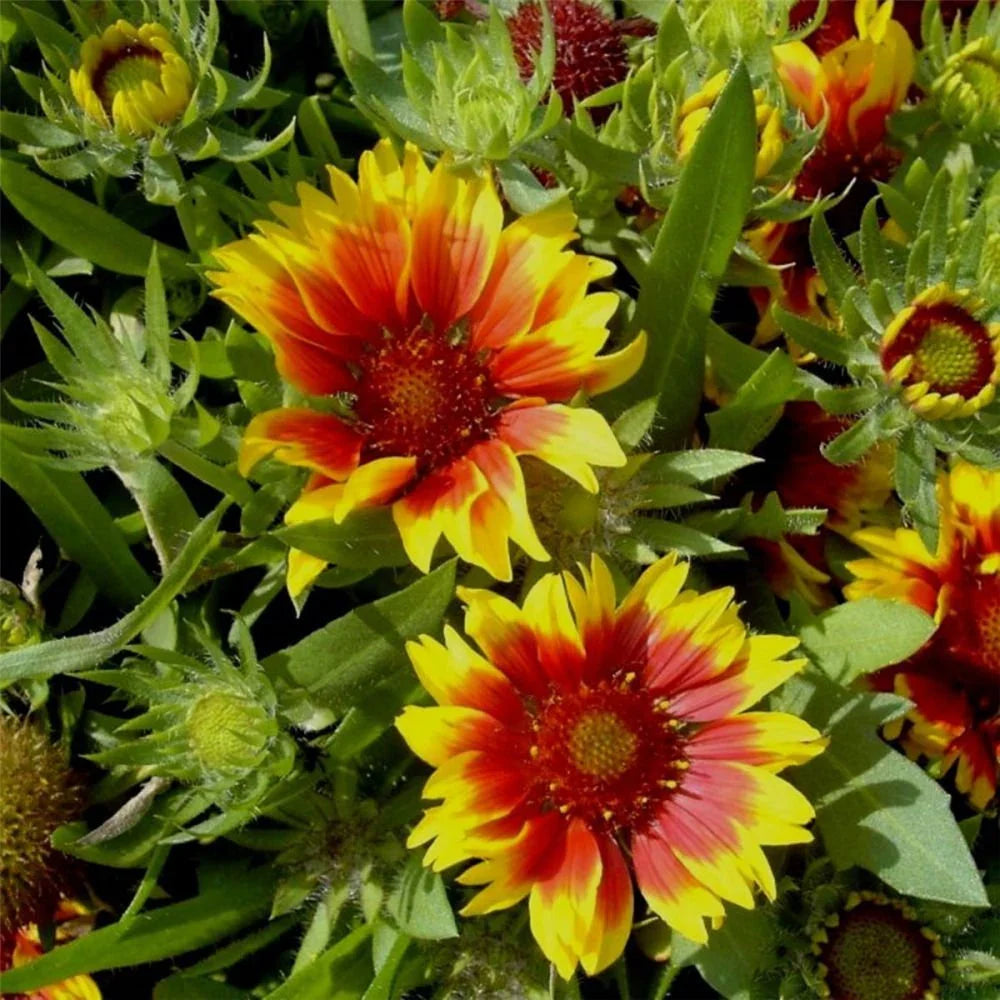 Yellow Orange Aristata Flower seeds for Planting Cottage Garden Essential Heirloom & GMO Free Seeds for Home Garden
 
 Sale seeds for home garden planting