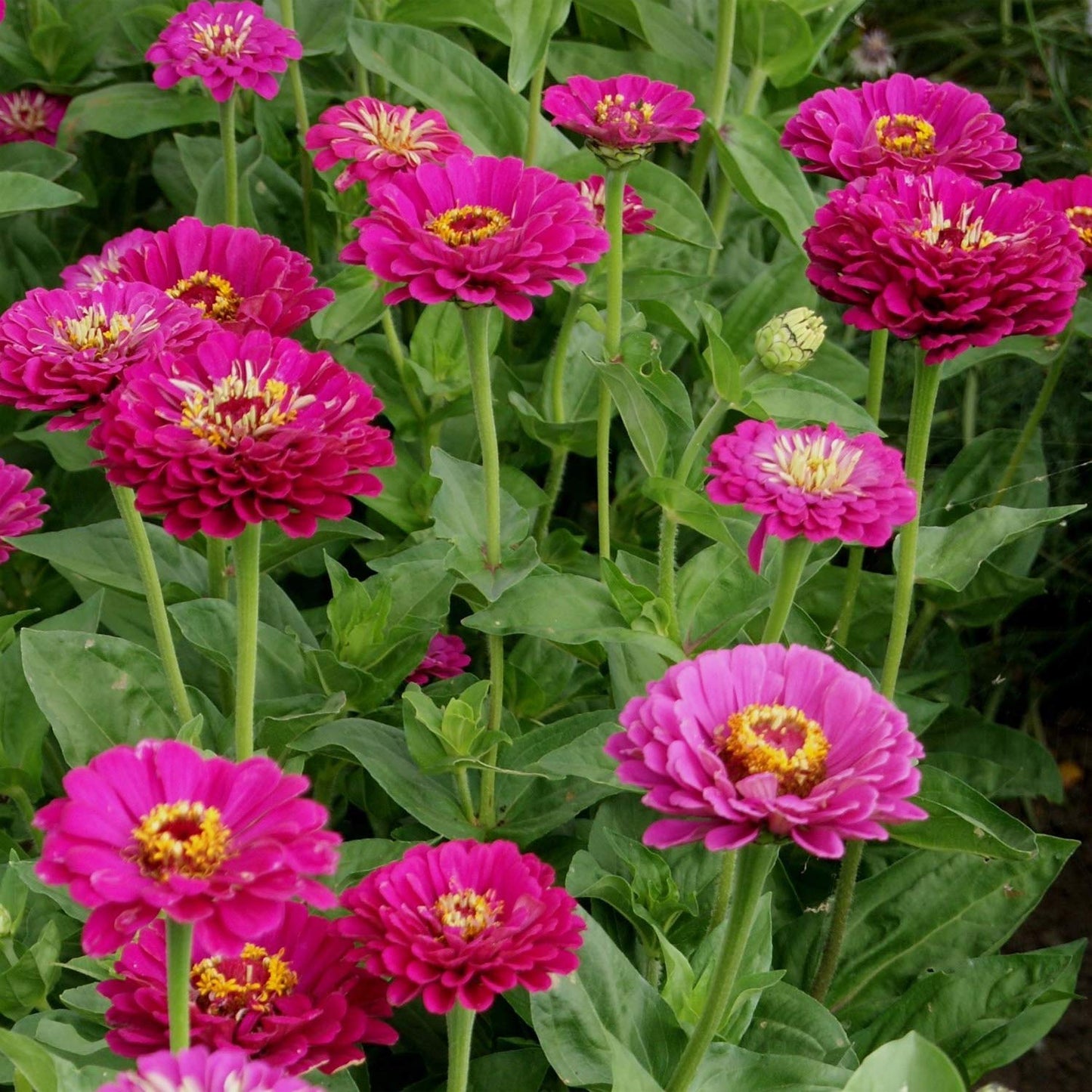 Purple Prince Zinnia Seeds
