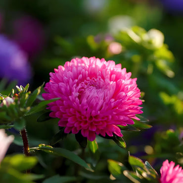 Planting Aster Flower Seeds for Stunning Perennial Blooms