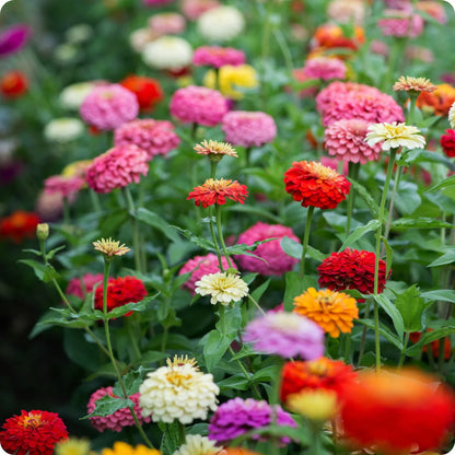 California Giant Zinnia Seeds